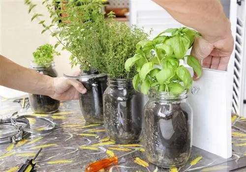 terrasse de jardin d'herbes aromatiques