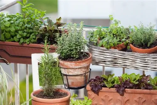 pot de jardin d'herbes aromatiques