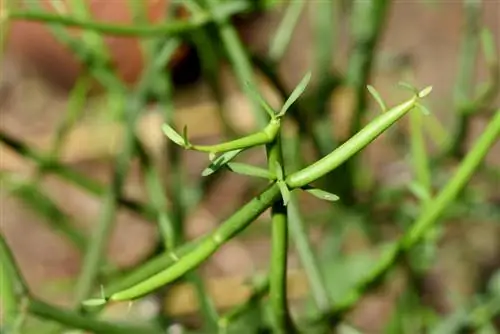 penjagaan euphorbia