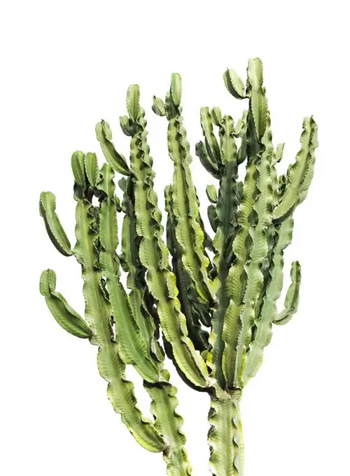 Euphorbia snijden: wanneer en hoe moet je het correct doen