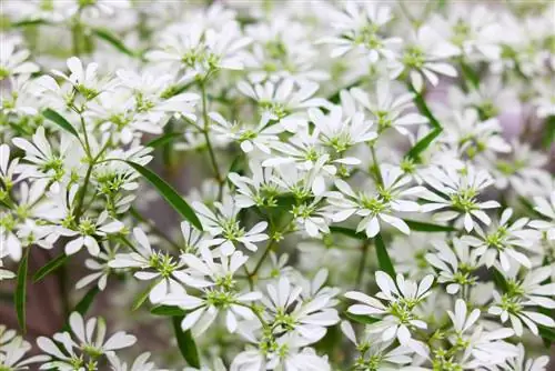 Euphorbia Diamond Frost: พิชิตฤดูหนาวได้อย่างไร