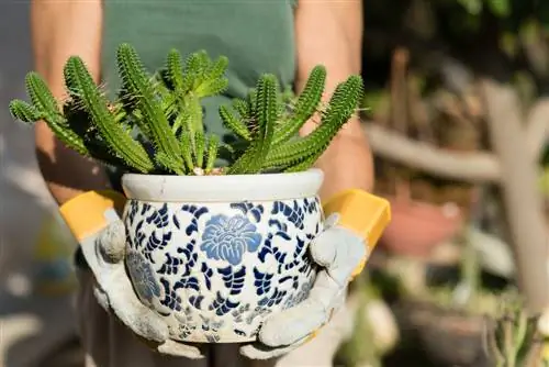 Euphorbia: Hoe giftig is hierdie plante werklik?