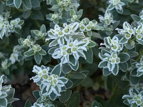 euphorbia fros