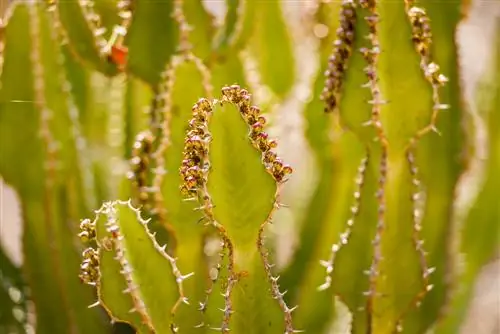 chăm sóc euphorbia ingens