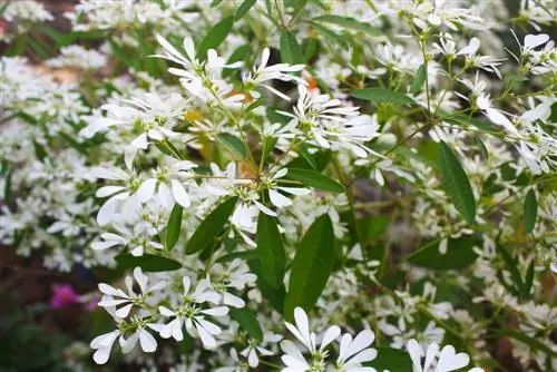 euphorbia-čarobna snežna prezimitev