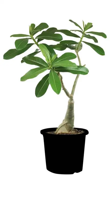 frangipani grenar