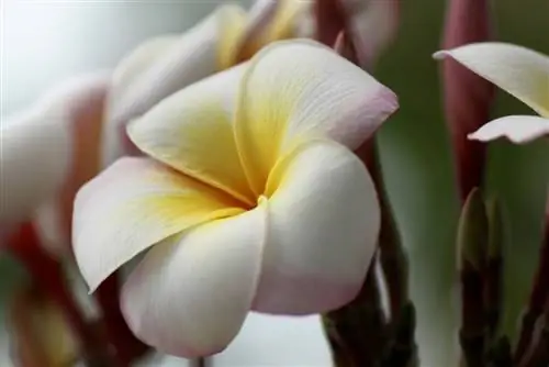 Frangipani Alba кам көрүү: дени сак, жыпар жыттуу өсүмдүктөр үчүн кеңештер