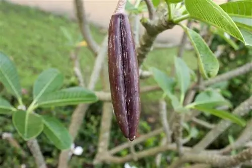 Frangipani paljundamine: pistikud või seemned? Näpunäiteid ja nippe