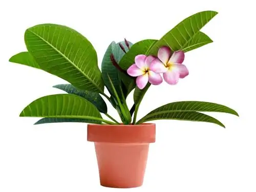 Frangipani as a houseplant: care and location tips