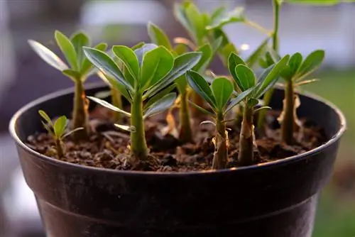 plumeria soil