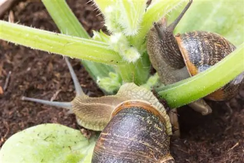 caracoles-en-el-jardin