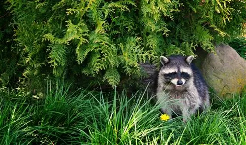 Raccoon pom hauv lub vaj? Nov yog yuav ua li cas kom tshem tau nws kom raug