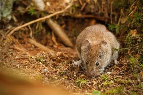 Voles in the garden? Effective control without poison