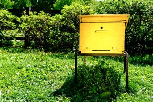 Garder des abeilles dans votre propre jardin : voici comment procéder