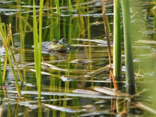 ranas-en-el-jardin