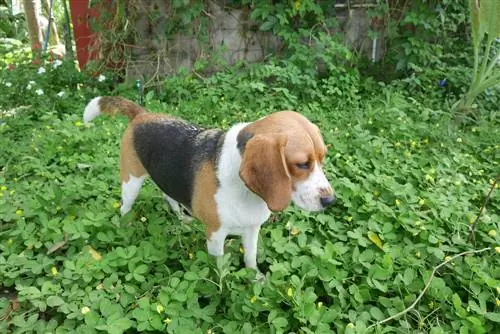 jardim para cães