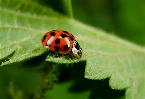 Insectes beneficiosos al jardí: com els atrau?