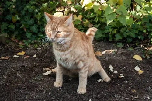 caja fuerte para gatos en el jardín