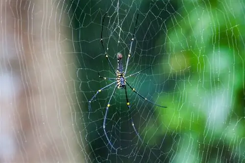 Ragni in giardino: amici o nemici? Una panoramica