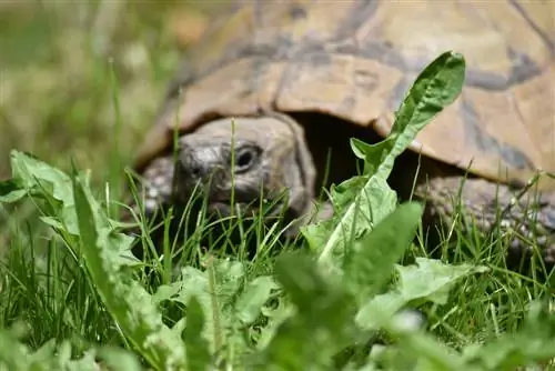 Broasca testoasa si gradina: Cum sa creezi habitatul ideal