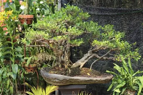 bonsai de grădină