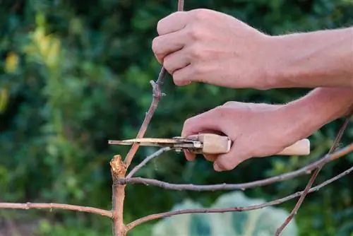 Jardín en marzo: planifique inteligentemente para obtener magníficas flores de verano