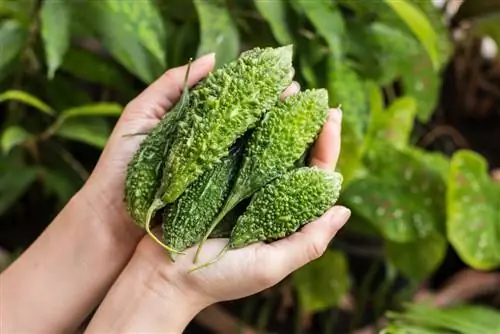 Bitter melon cultivation: location, care and harvest at a glance