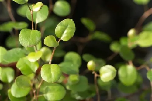 corte de muehlenbeckia