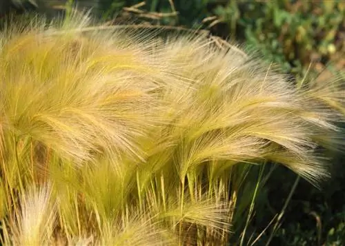 women's hair grass pond