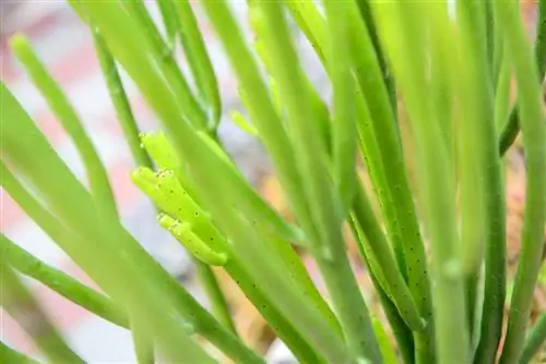 euphorbia tirucalli berkembang biak