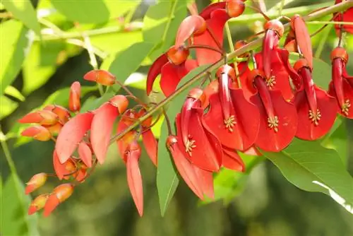 Coral tree as a houseplant: care and location tips