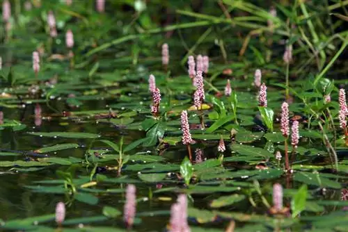 plantas de lagoa para nadar