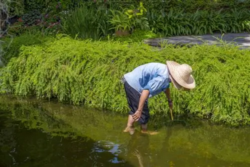 entretien d'un bassin de jardin