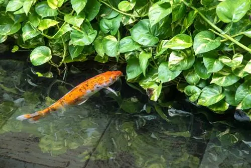 swimming pond with fish