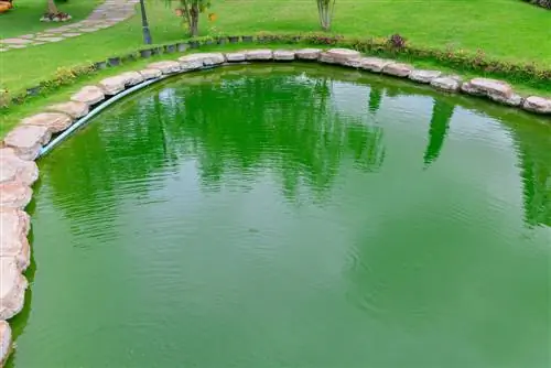 Algae sa swimming pond: sanhi at solusyon para sa malinaw na tubig