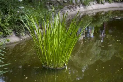 pagpapanatili ng swimming pond