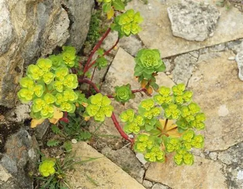 Frostbeständig Euphorbias: Hitta den perfekta arten