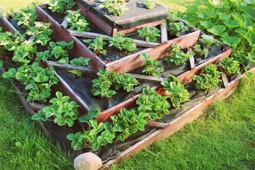 Giardino facile da curare: le migliori piante e consigli