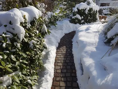 garden-in-winter