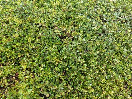 Mühlenbeckia as a ground cover: tips for planting and care