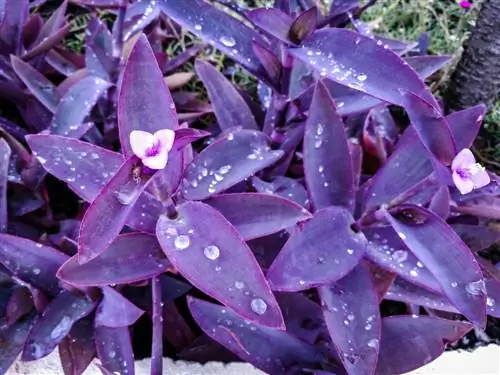 Tradescantia Pallida: Жаңадан бастаушыларға күтім жасау оңай