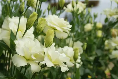 resistente all'eustoma