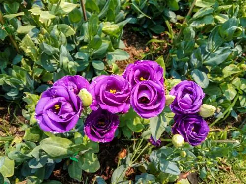 Eustoma untuk taman: peluang dan cabaran