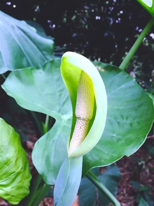 fiore di alocasia