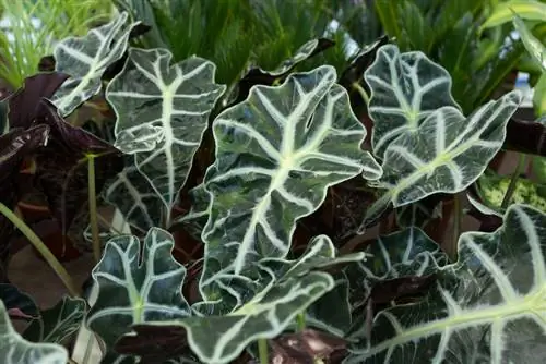 utunzaji wa alocasia