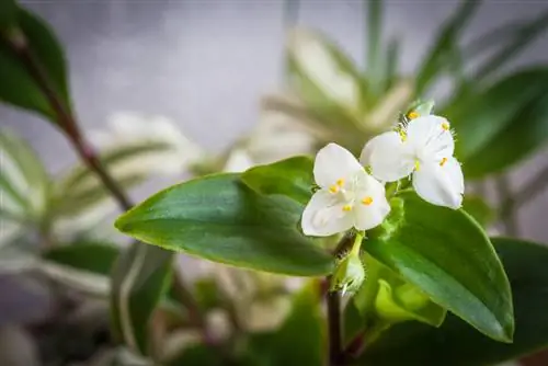 สายพันธุ์เทรดแคนเทีย