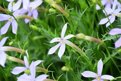 Härdig marktäckare: The Blue Bubikopf in the garden