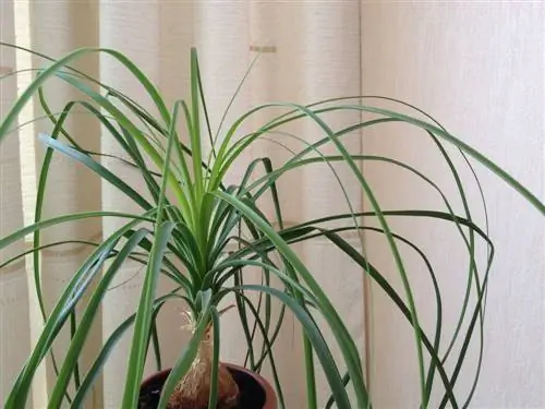 Arbre à bouteilles australien ou pied d'éléphant ?