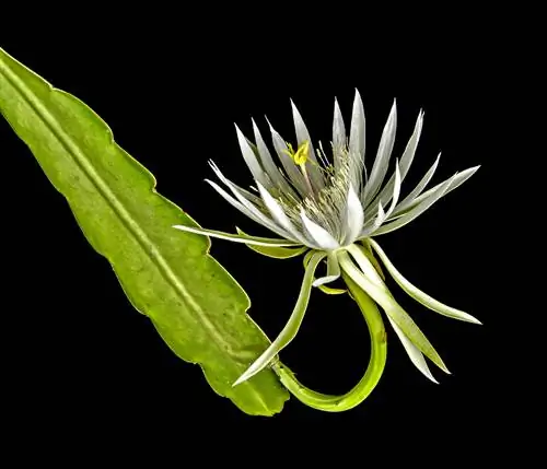 epiphyllum-blomstrer-ikke