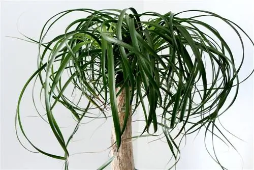 Australian bottle tree houseplant